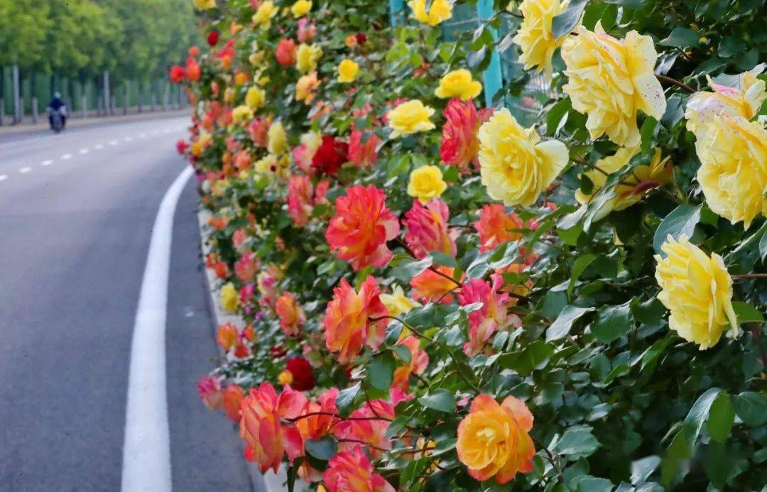 海港区四条景观大道花开正艳迎客来!_月季花