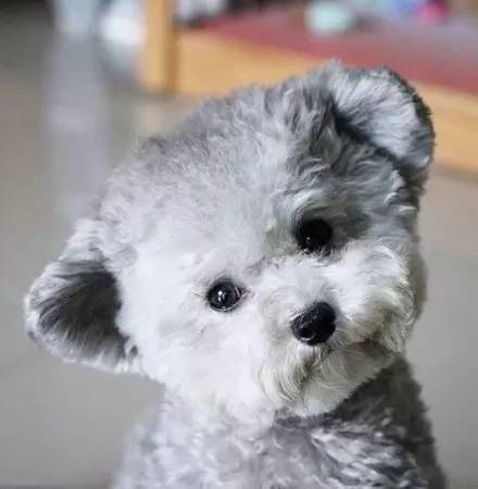 这样用耳朵卖萌的小贵宾这也太酷了