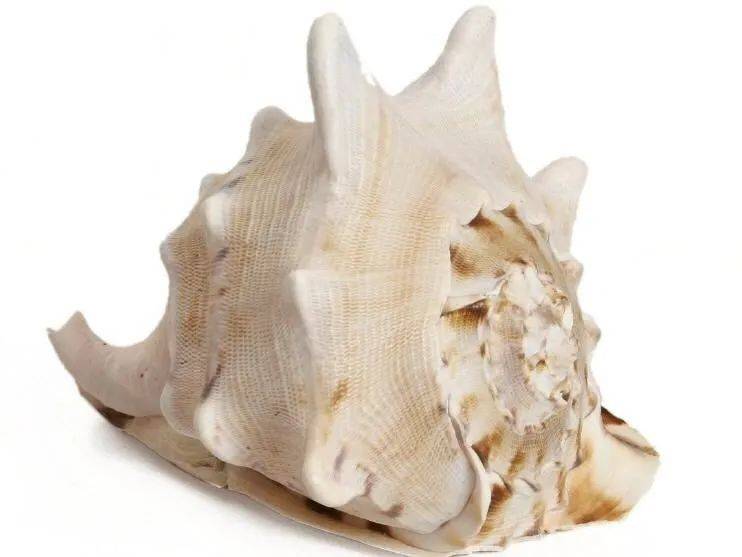 唐冠螺也叫皇冠螺,因其形状很像我国唐代武士的头盔(也有说像唐朝僧人