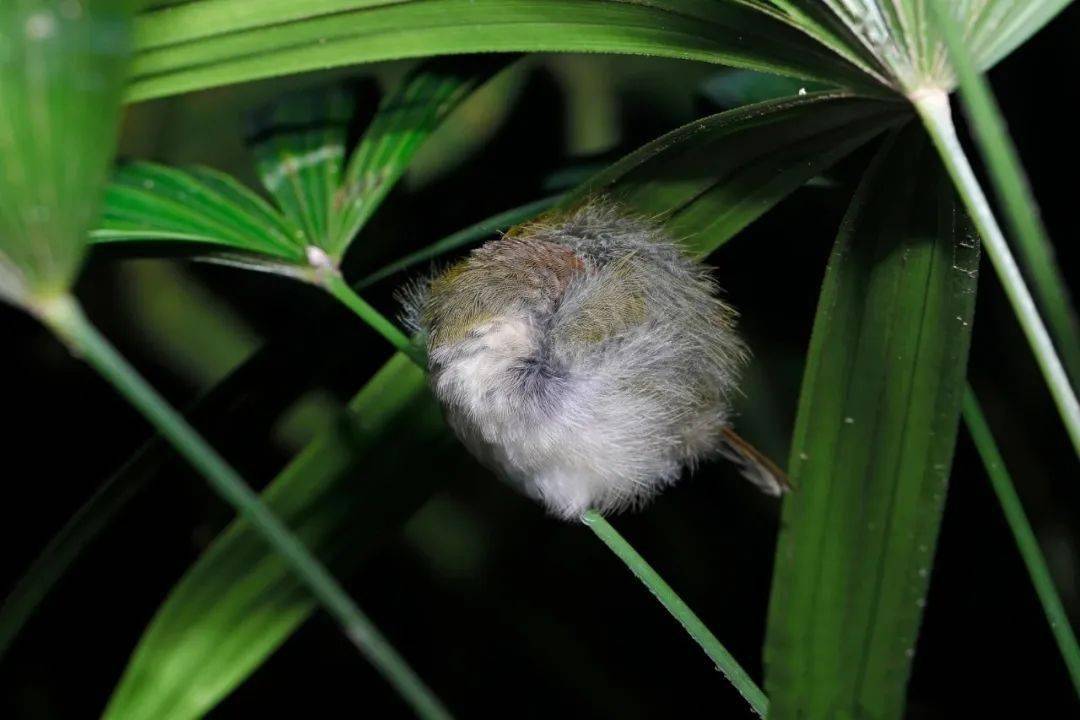 夜观招募公园里夜访昆虫鸟黑暗内幕令人震惊