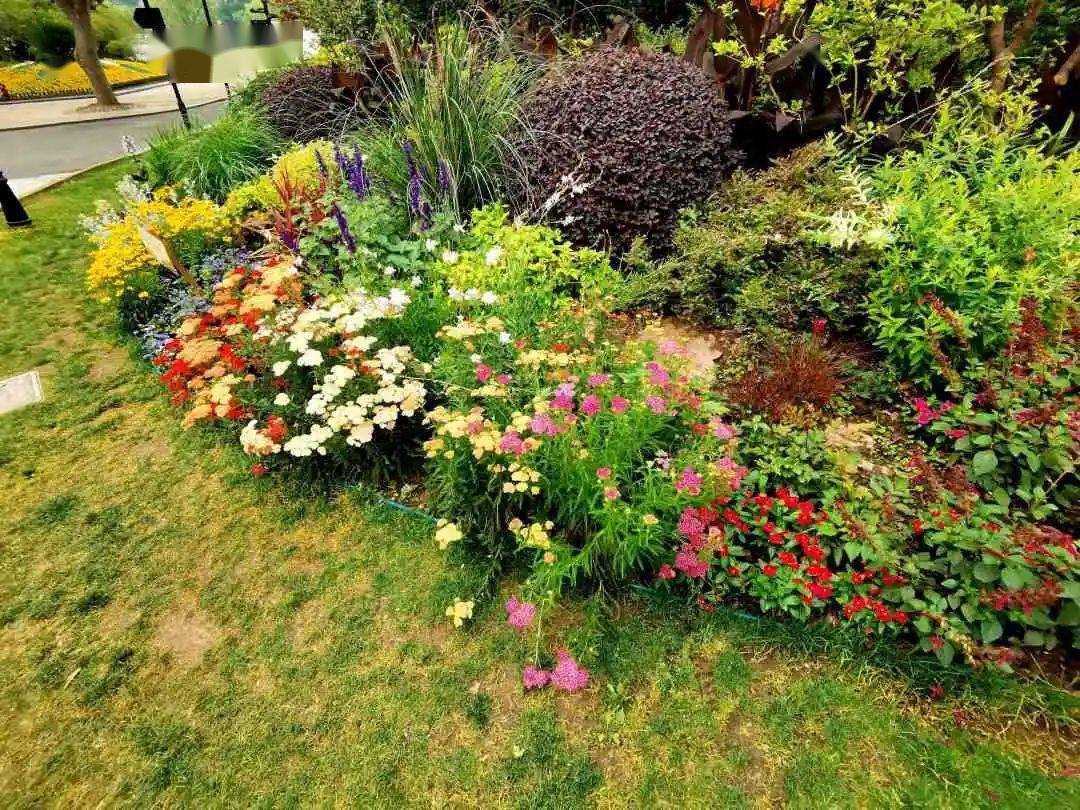 漫步长宁|走,赏花去!中山公园变"花"样啦!_花坛