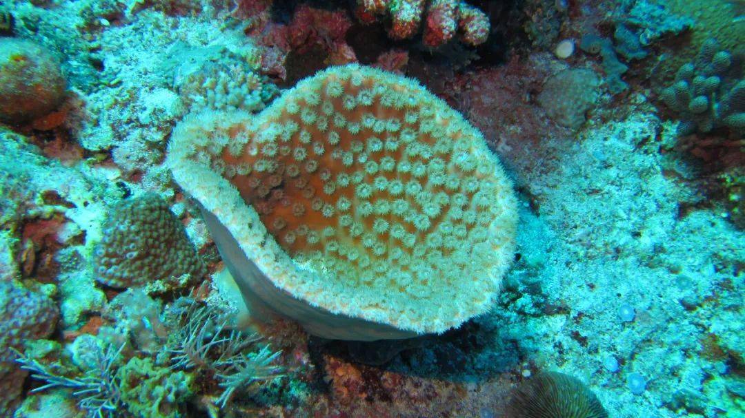 皱折陀螺珊瑚自然资源部南海局供图▼近年来,中国政府以及各级海洋