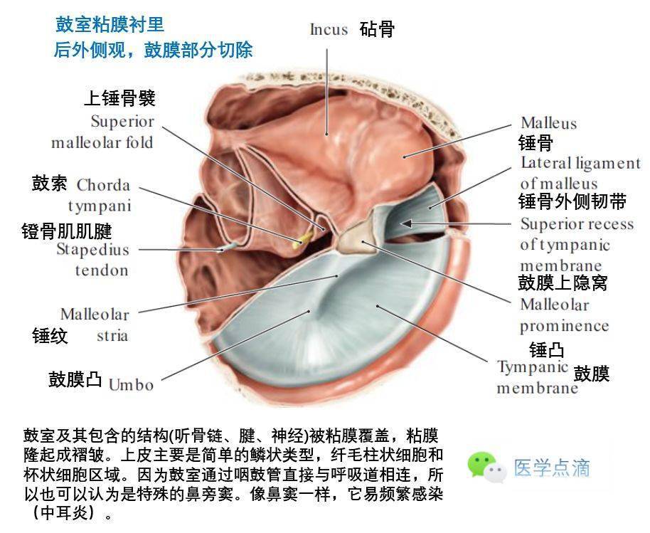 影像解剖丨外耳中耳內耳解剖