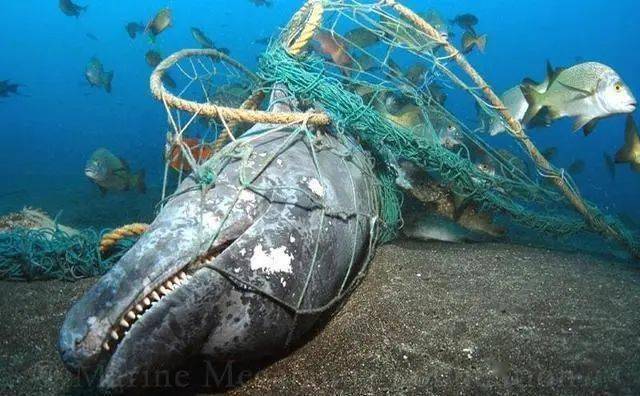 捕杀海洋生物打破了原有的平静人类进入了海洋千万年后她保持着自然的