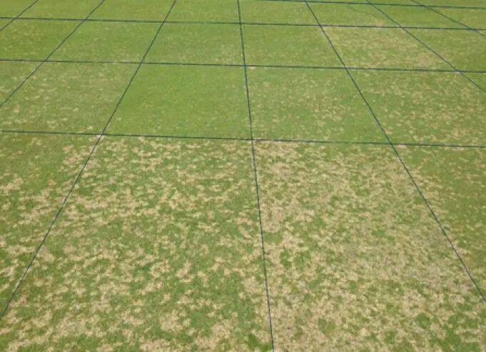 全力出击遏制币斑病!_草坪