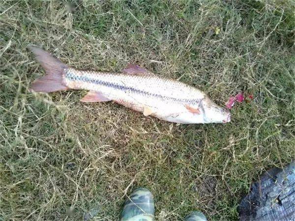 花鲈鲤是极好的路亚对象鱼.红鳍方口鲃,傣语名巴飞.