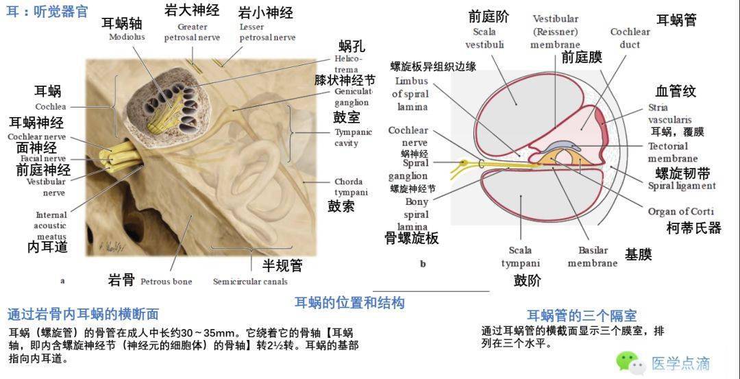 耳蜗的位置和结构听觉传导内耳:前庭器官壶腹和壶腹嵴的结构椭圆囊和