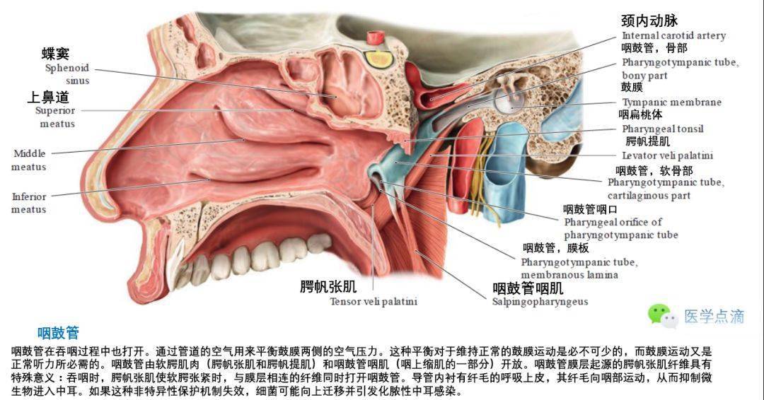 影像解剖丨外耳中耳內耳解剖