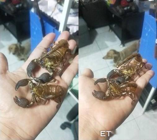蝎妈背上全是宝宝 用嘴交配还跳舞_蝎子