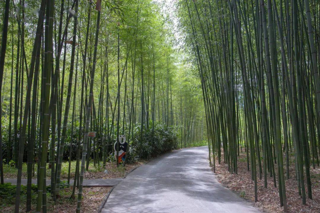 重庆竹林公园图片