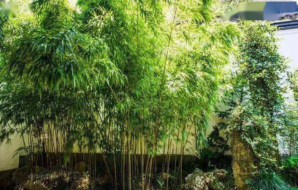 一个院子一片竹子一夏清凉