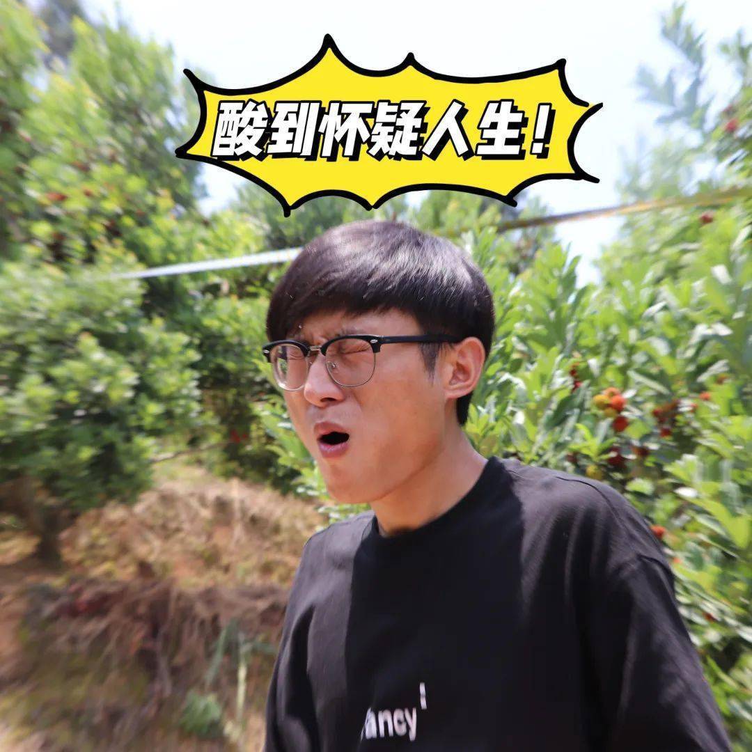 去云安摘杨梅!入园免费,小编吃了都停不下来!