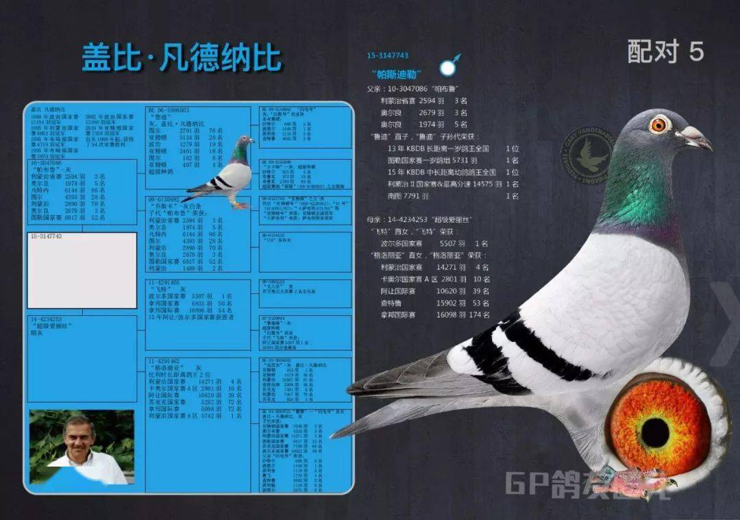 图集盖比九大配对黄眼配黄眼