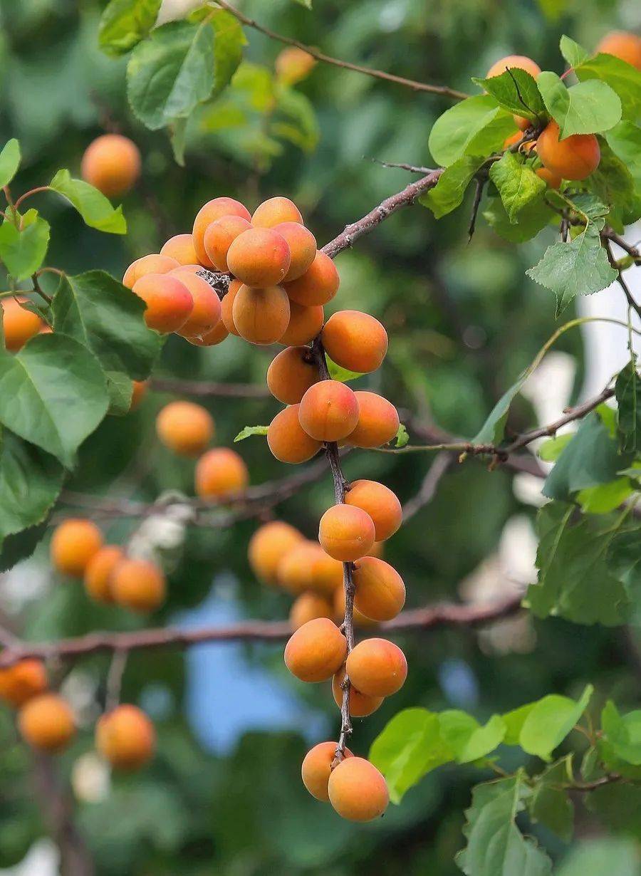 春辉之声丰收的喜悦作者路兴俊朗诵张春晖