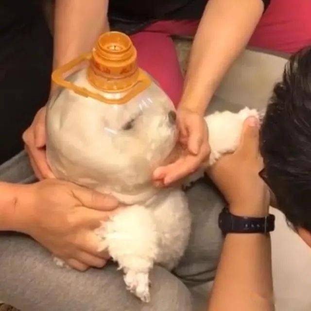 狗狗不愿剪指甲而乱叫,主人给它头上套了一个袜子,狗瞬间老实了