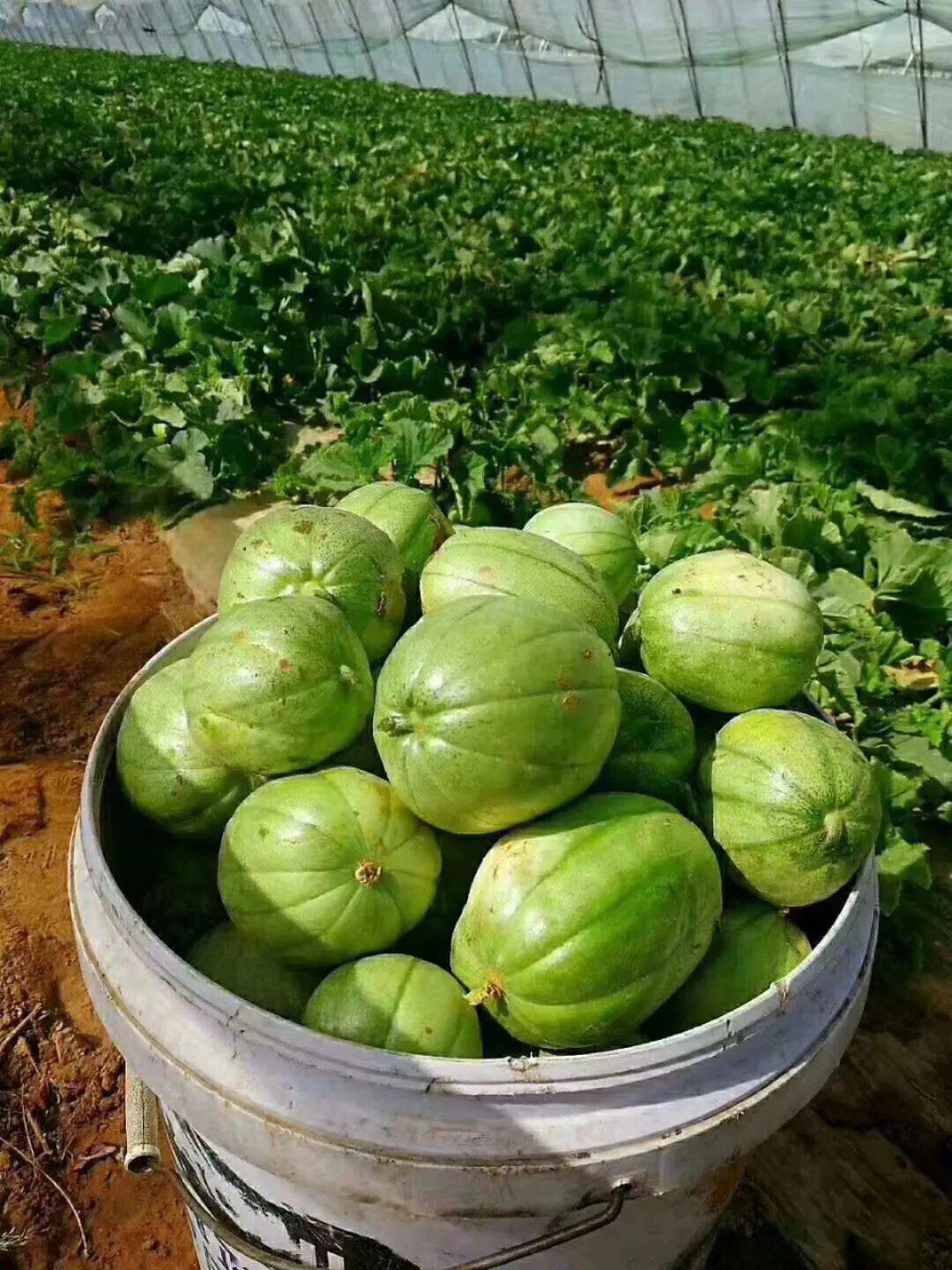 吃瓜喽夏天的风带来初恋般的味道青山这瓜好吃到你心尖上夏天标配