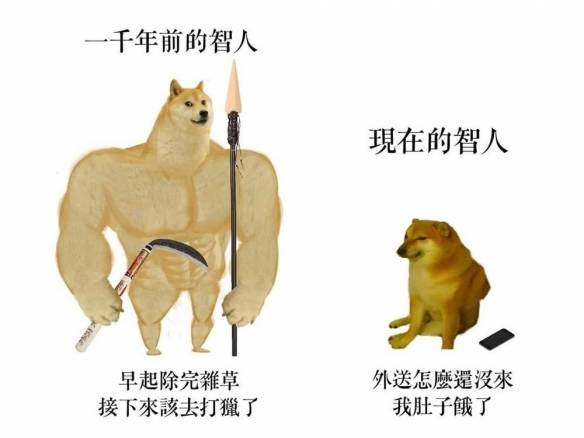 一只是肌肉被p的超大块的柴犬(swole doge或称buff doge),另一只是小