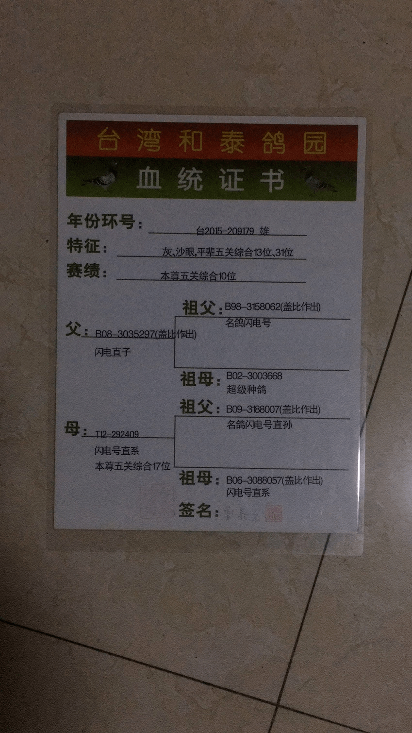 山西强豪孟建军鸽舍德拉帕大铭鸽扑克脸直孙奶酪等10