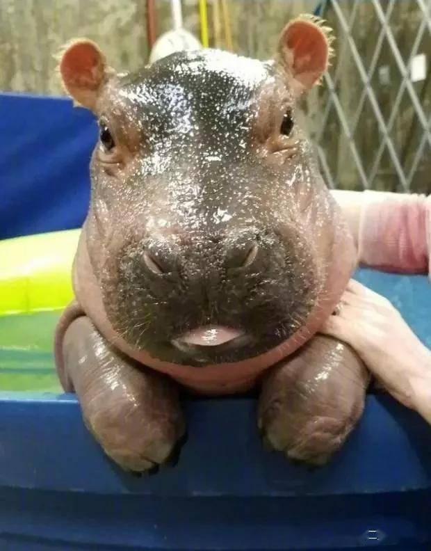 河马宝宝的一组照片,简直赤果果地诠释了什么叫丑萌