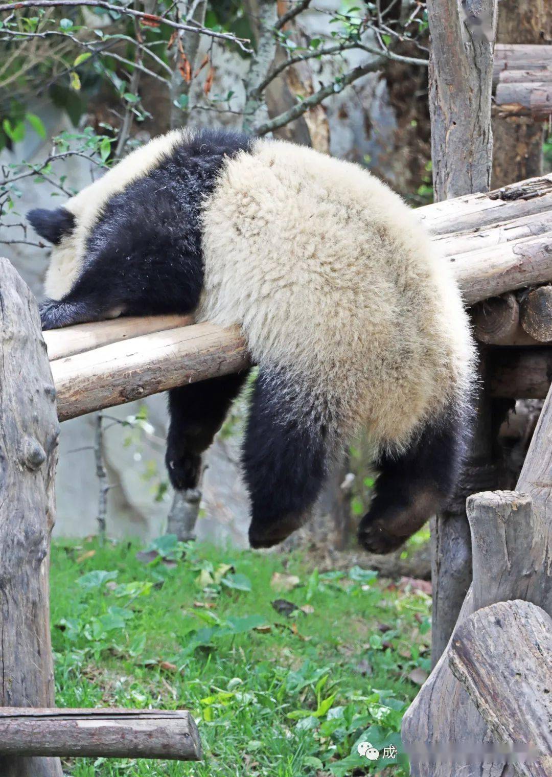 吃饱喝足熊猫也健身