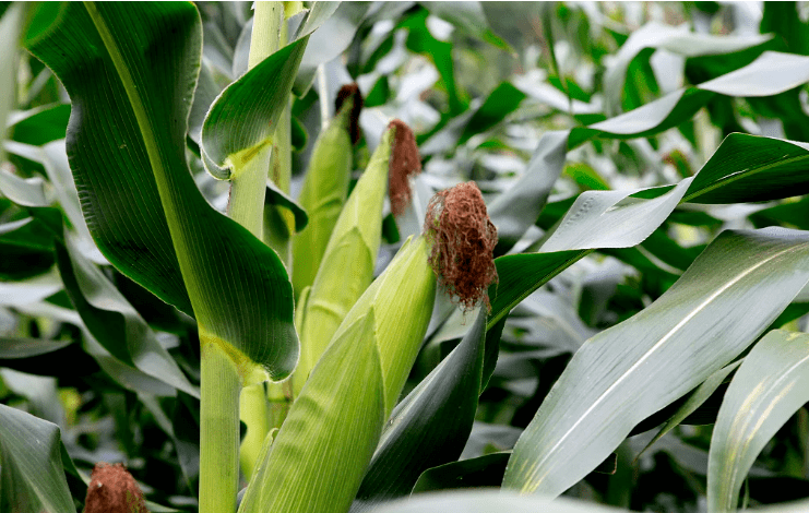 夏玉米种植,要注意这些技术要点