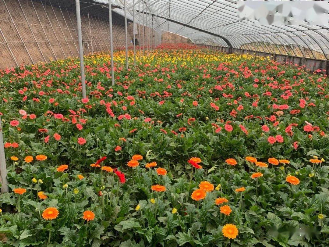 扶郎花种植基地我们写诗也是为了寻找扶贫般精准的词扶郎花一样扶住风