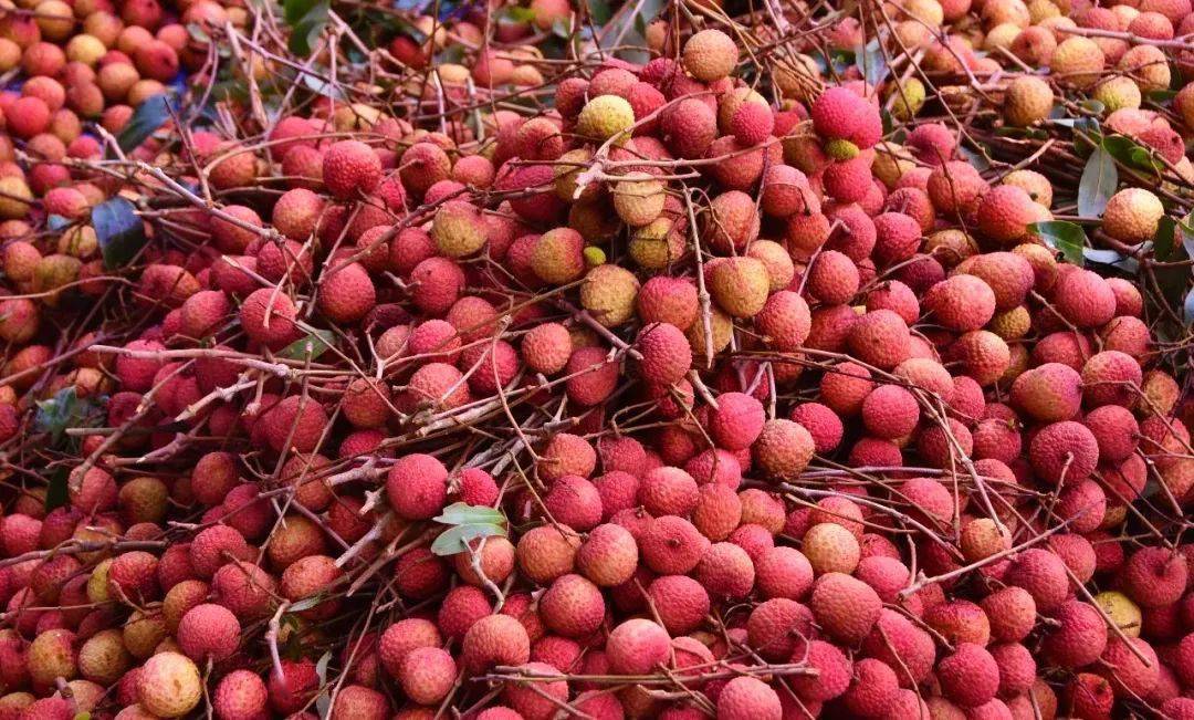 6月13日罗定首届荔枝节约定你