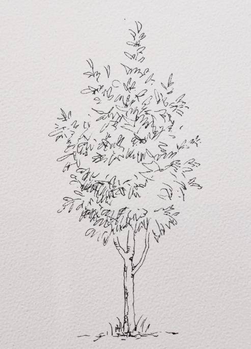 钢笔线稿手绘不同的树的画法拿去学习吧