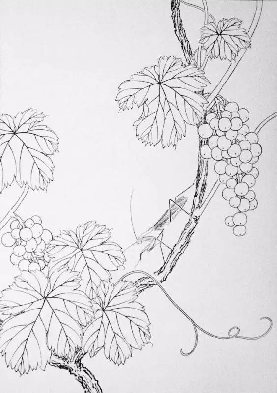 【国画教程】写意葡萄的图文 视频的详细教程,附葡萄白描画稿!_画法