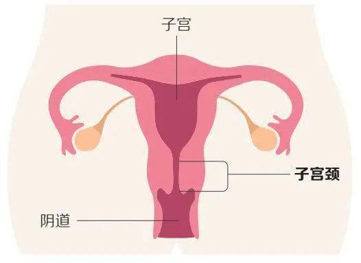 女性的盆腔结构中,前面是膀胱,后面是直肠,子宫在膀胱与直肠之间,位于