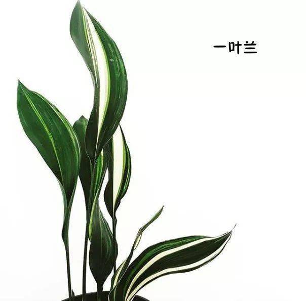 100种插花常用叶材你值得拥有