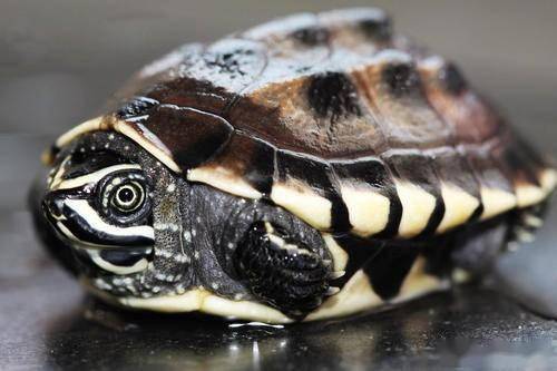 一日一龟——马来食螺龟_条纹