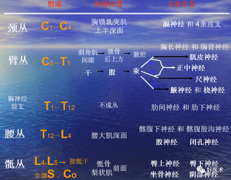 临床必备知识神经系统体表定位标准