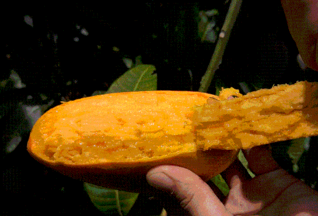 山里飞出来的金凤凰核薄如纸堪称芒界的小新贵