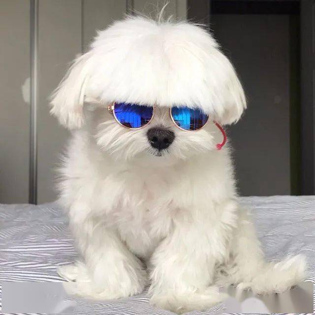 狗有刘海的表情包-千图网