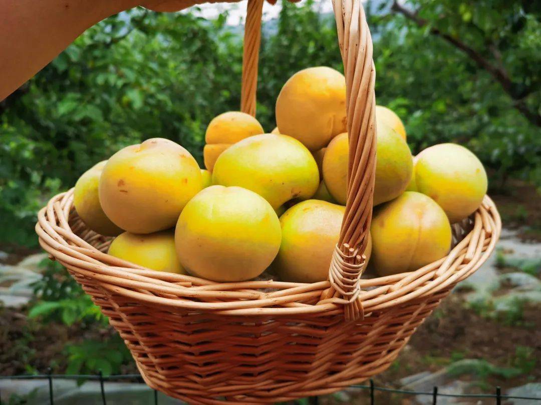 鲜货   好吃又好闻的香白杏,尝鲜就是这几天!