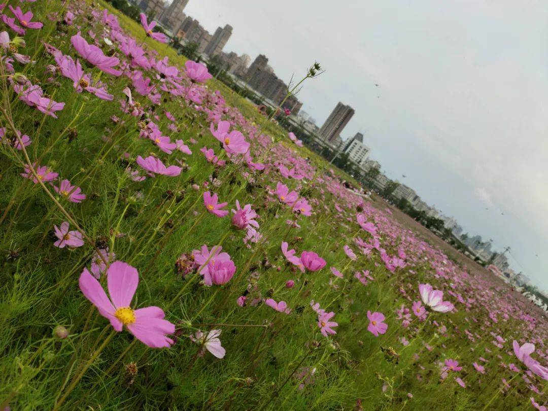 美爆了南昌新開一座免費大型公園大規模花海在這裡怒放週末趕緊來打卡