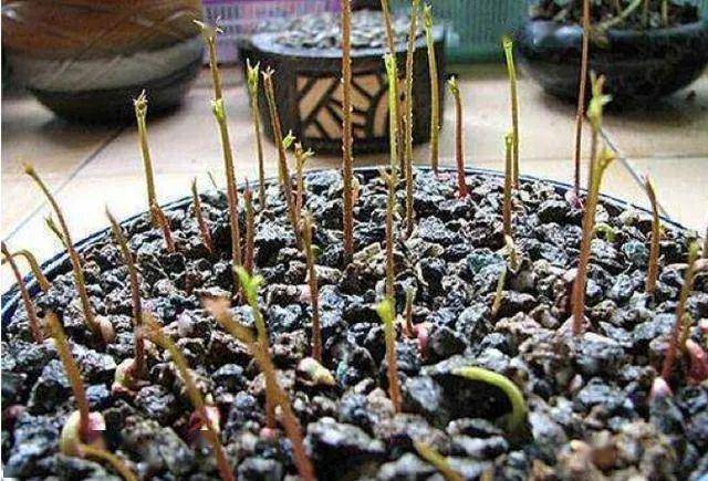 吃剩的荔枝核丢花盆里长出绿色小盆景100块钱都不卖