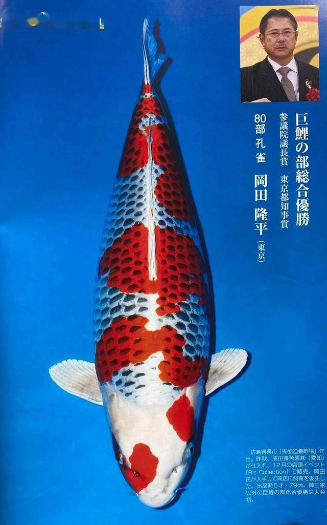 我们今天来看一下第51回全日本总合锦鲤品评会其他获奖锦鲤吧~除了