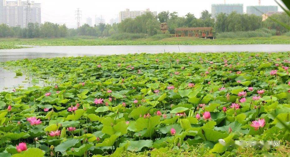 单县荷园公园惊艳了盛夏