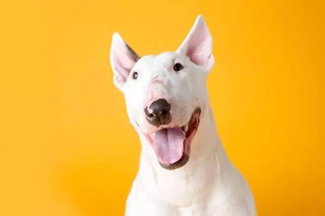 长了一张明星脸狗狗走到哪都被人要签名