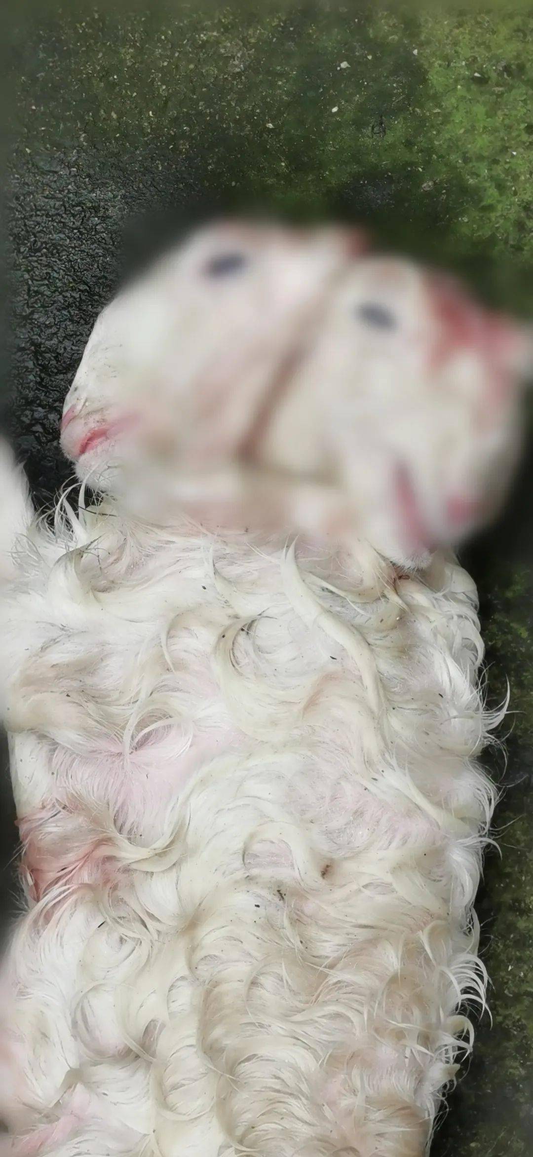 收这批羊羔的时候,王女士没仔细看,后来才发现了这只压在下面的小羊有