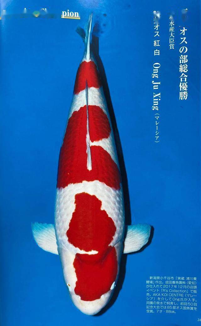 视频|第51回全日本总合锦鲤品评会靓鲤一览_先生