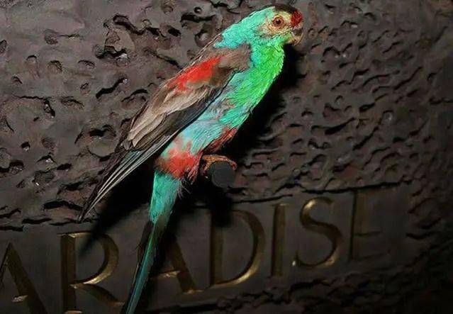 [鸟友汇鹦鹉俱乐部]像彩虹一样美丽的鹦鹉,真可惜灭绝了