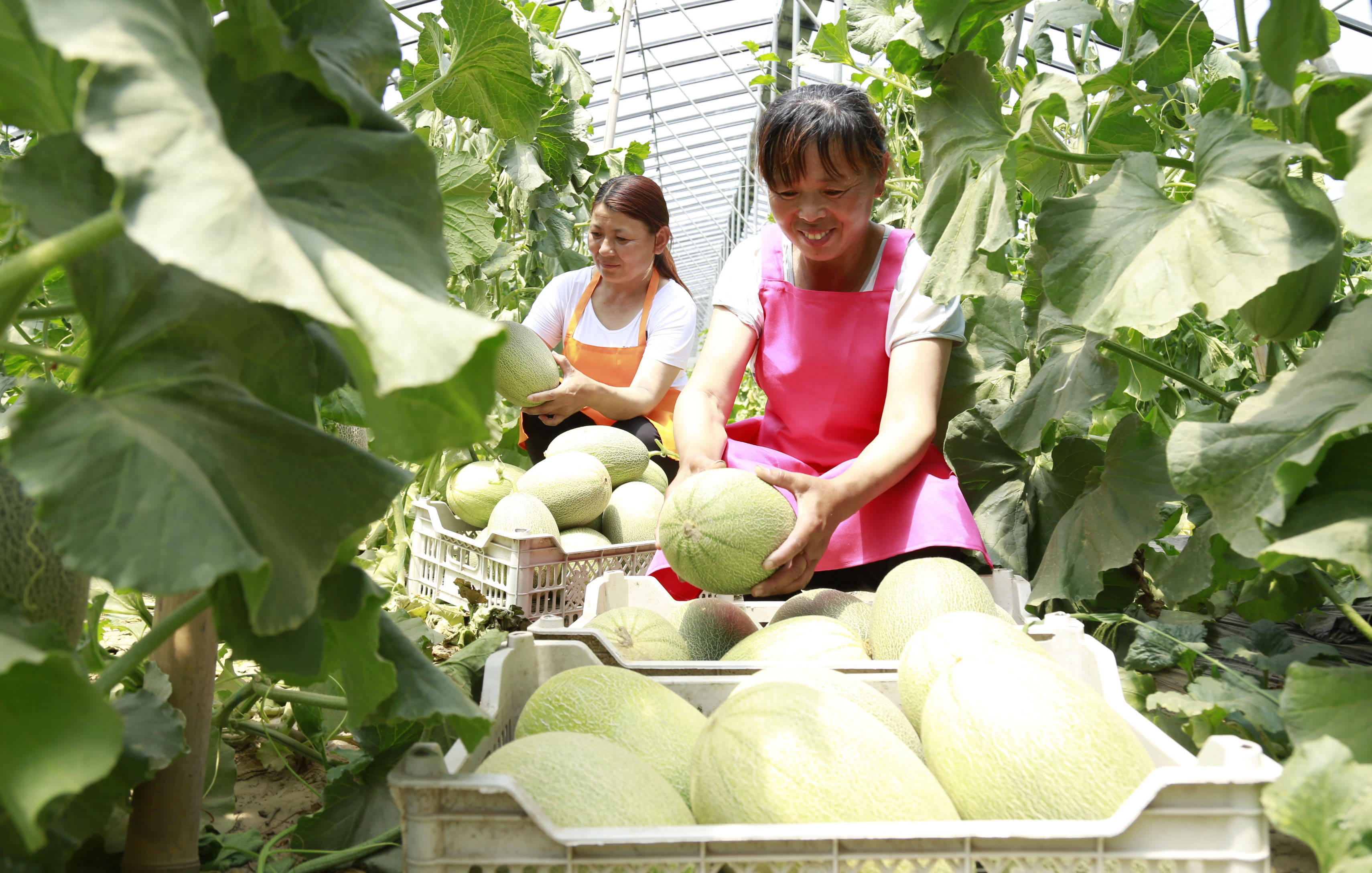 新华社照片,邢台(河北,2020年6月14日 河北广宗