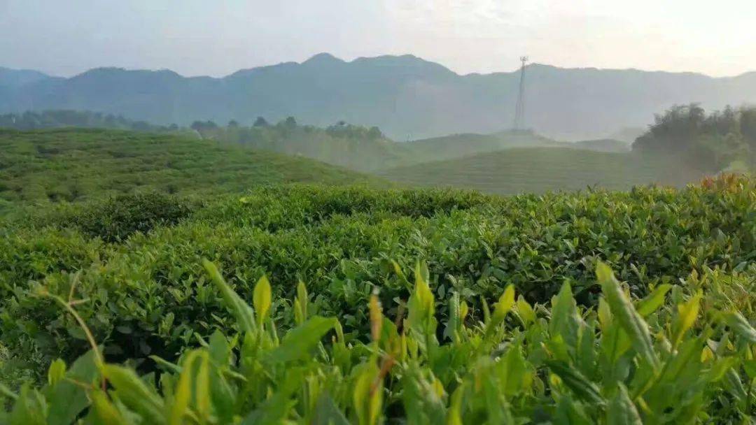 益陽旺泰茶業:只為好品質茶葉而生