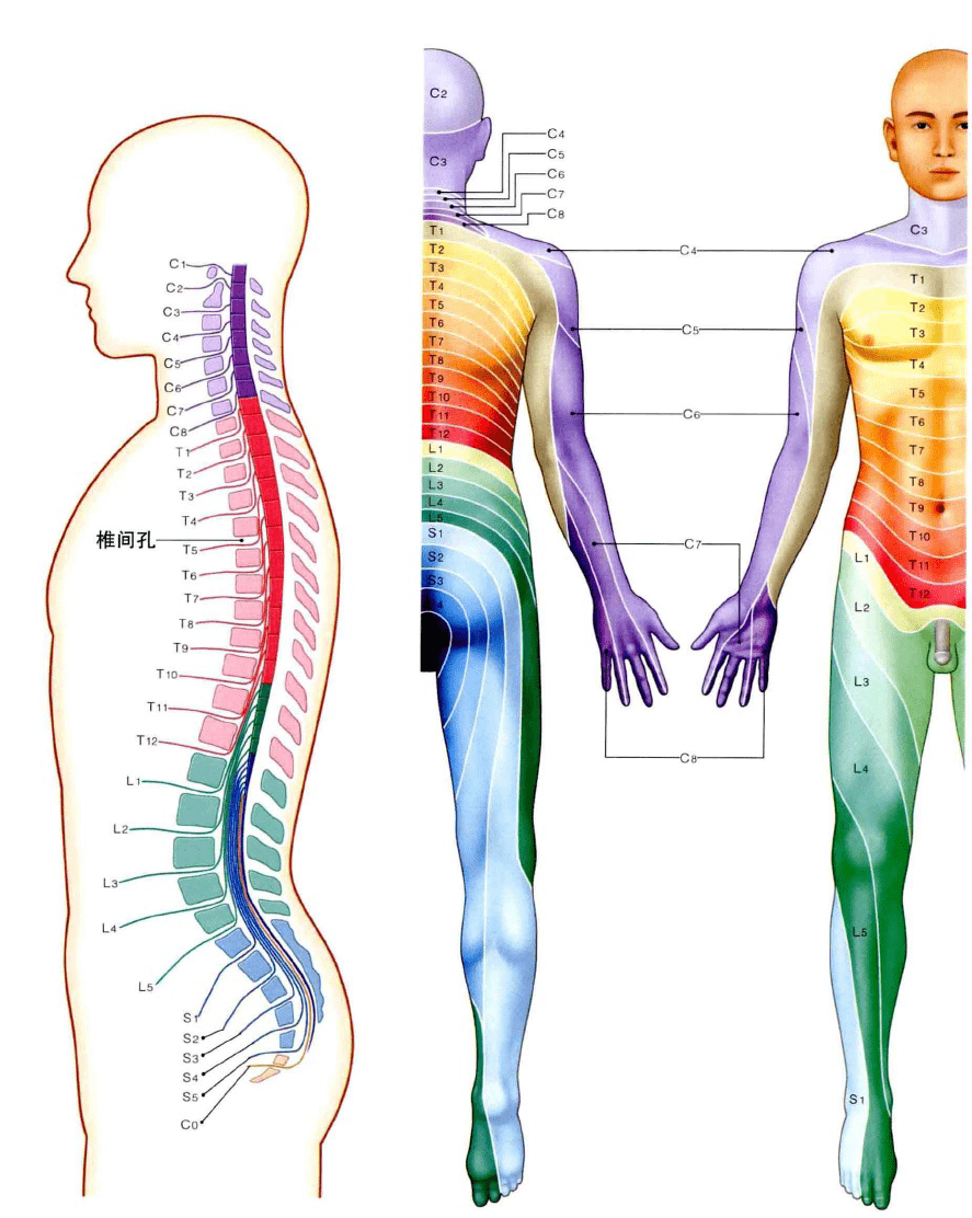 脊髓节段神经支配图图片