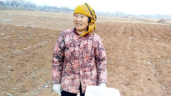 农民种植芋头一年收入多少钱听听这位农村大婶怎么说