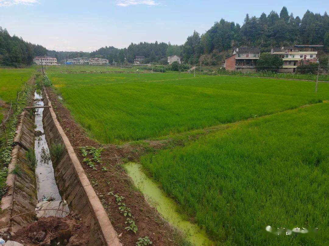 膽肥南部縣這地方驚現大型無證養殖場