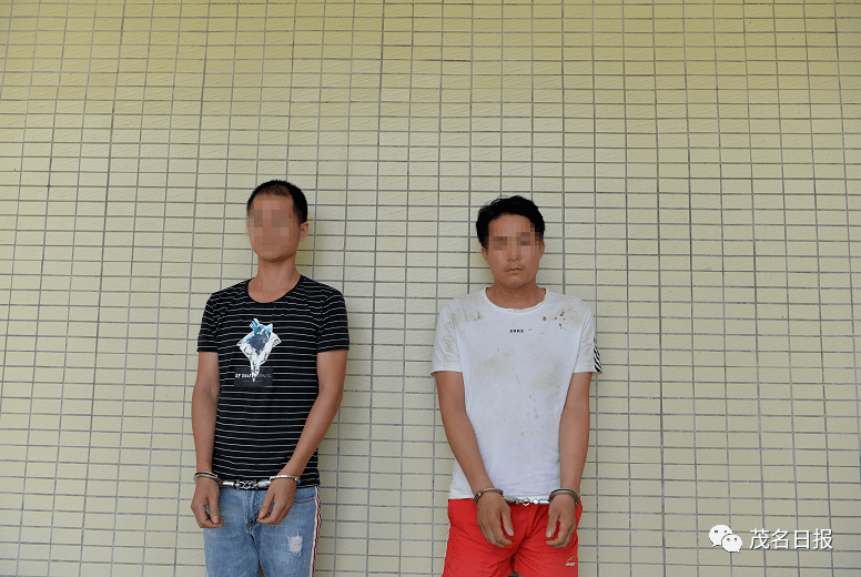 猖狂电白隔离两贼佬前前后后共偷了40多头牛